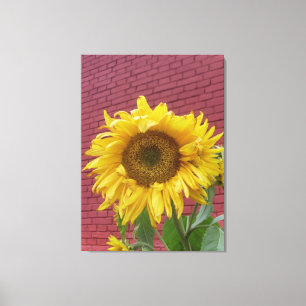 Solros Canvas