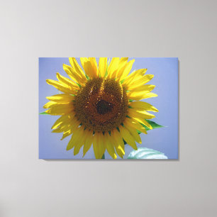 Solros Canvas