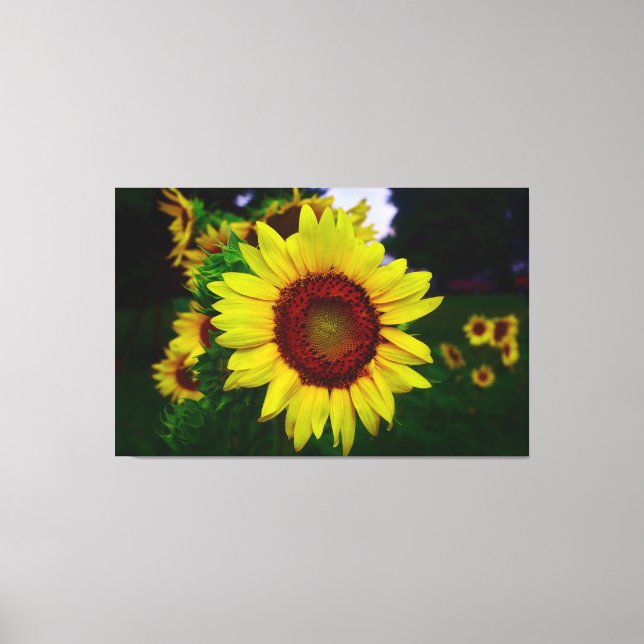 Solros Canvastryck (Framsida)