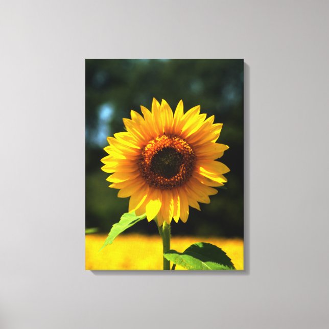 Solros Canvastryck (Framsida)