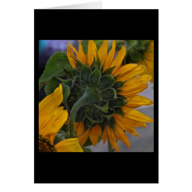 Solros Dimma OBS Kort (Framsidan)