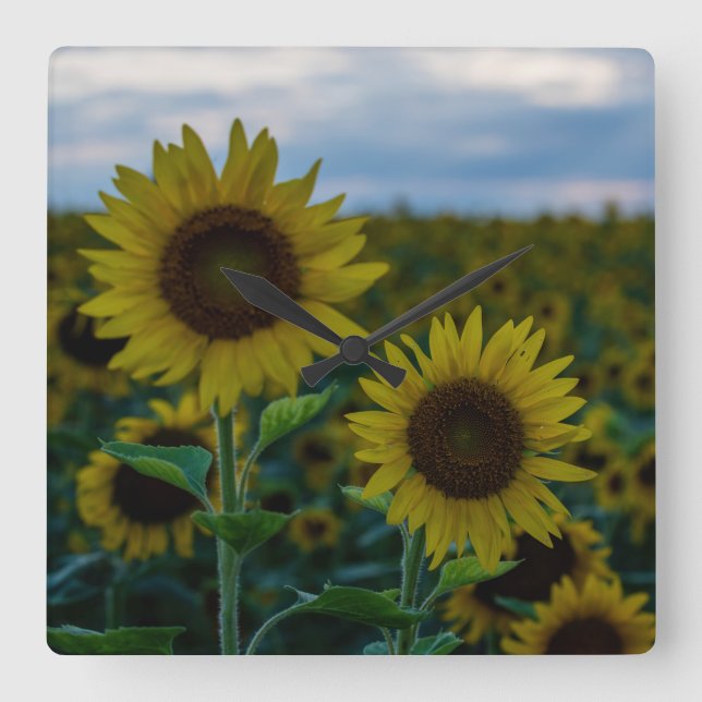 Solros Duo stäng Fyrkantig Klocka (Framsida)