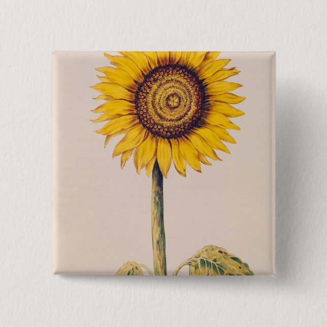 Solros eller Helianthus Knapp (Framsida)