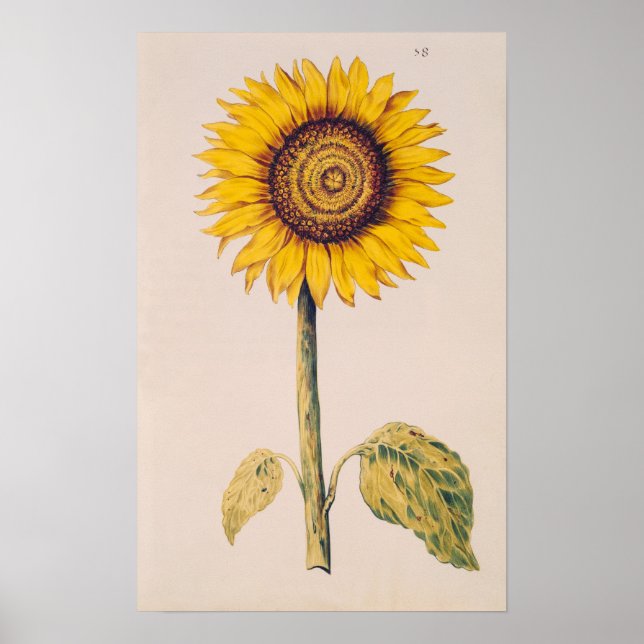 Solros eller Helianthus Poster (Framsidan)