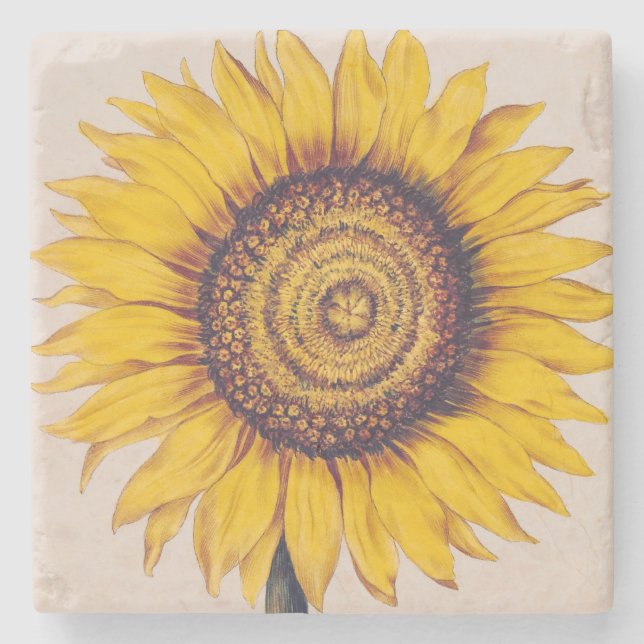 Solros eller Helianthus Stenunderlägg (Framsidan)
