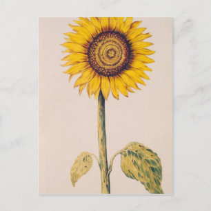 Solros eller Helianthus Vykort