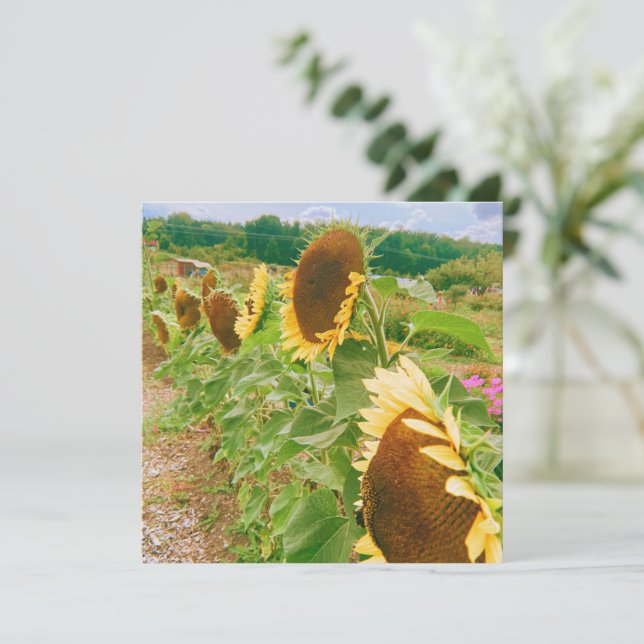 Solros Fält (Stående Fram)