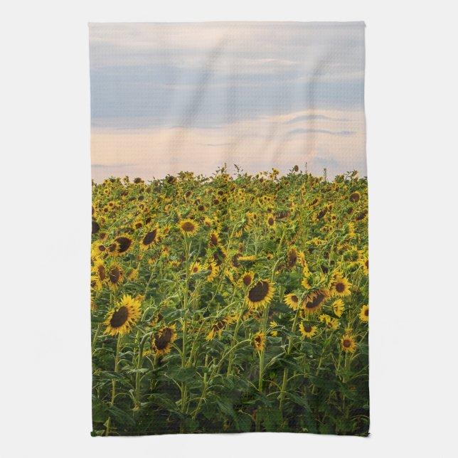 Solros Fält i kvällsljus Kökshandduk (Vertikal)