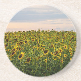 Solros Fält i kvällsljus Underlägg