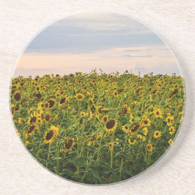 Solros Fält i kvällsljus Underlägg (Framsidan)