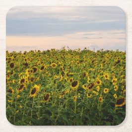 Solros Fält i kvällsljus Underlägg Papper Kvadrat