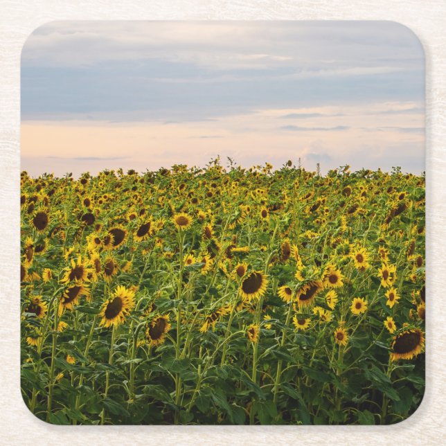 Solros Fält i kvällsljus Underlägg Papper Kvadrat (Framsidan)