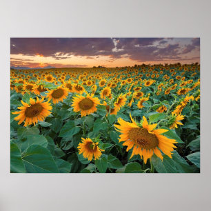 Solros Fält i Longmont, Colorado Poster