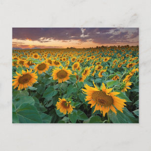 Solros Fält i Longmont, Colorado Vykort