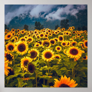 Solros Fält Landcape Flowers Gult Poster