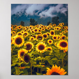 Solros Fält Landcape Flowers Gult Poster