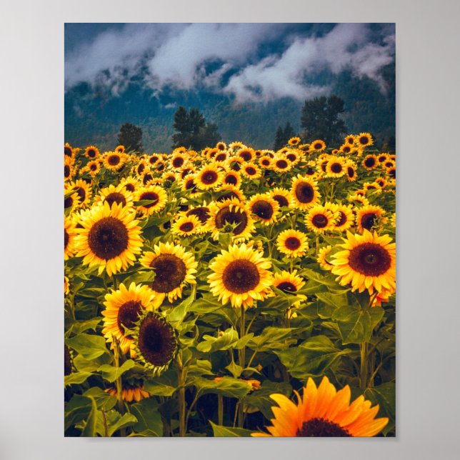 Solros Fält Landcape Flowers Gult Poster (Framsidan)