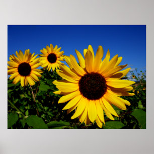 Solros Fält Poster