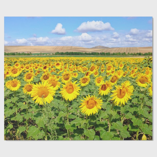 Solros fält presentpapper (Platt)