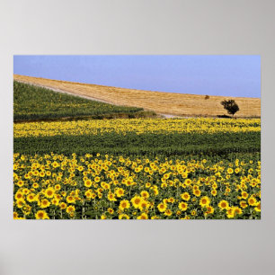 Solros fält, Toscana, Italien blommor Poster