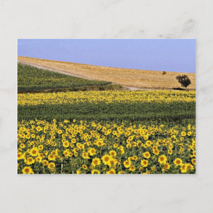 Solros fält, Toscana, Italien blommor Vykort