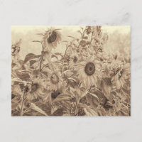 Solros Fält Vintage Sepia Tone Fine Art