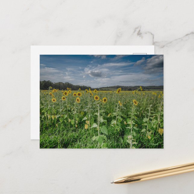 ’Solros Fält’ Vykort (Fram/Back In Situ)