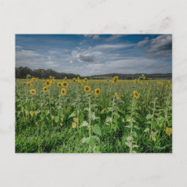 ’Solros Fält’ Vykort