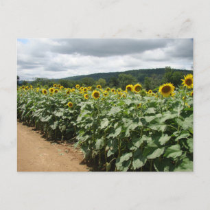 Solros Farm New jersey Vykort