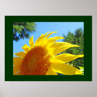 Solros Fin konsttryck Sommarträdgård Blommig Poster