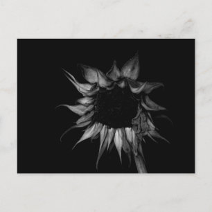 Solros - finbildsfoto vykort