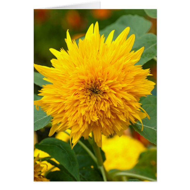 Solros före Bloom OBS Kort (Framsidan)