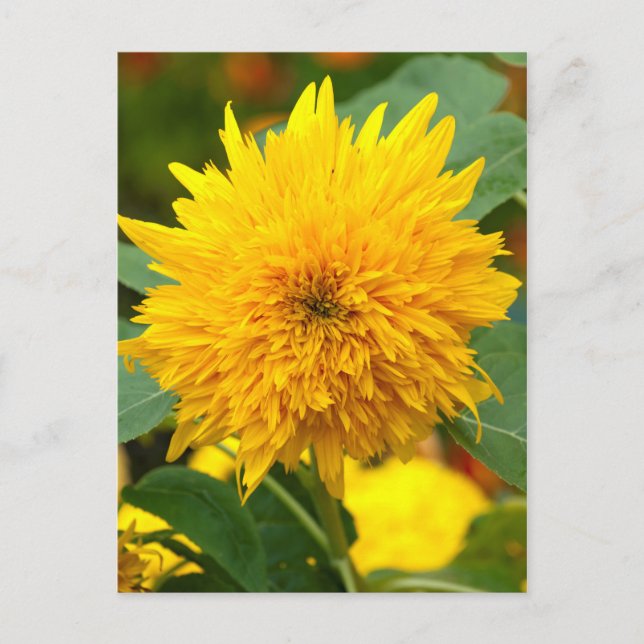 Solros före Bloom Vykort (Framsida)