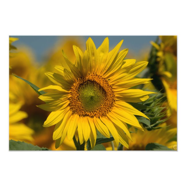 Solros fototryck (Framsidan)