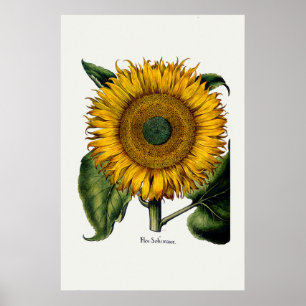 Solros från Hortus Eystettensis Poster
