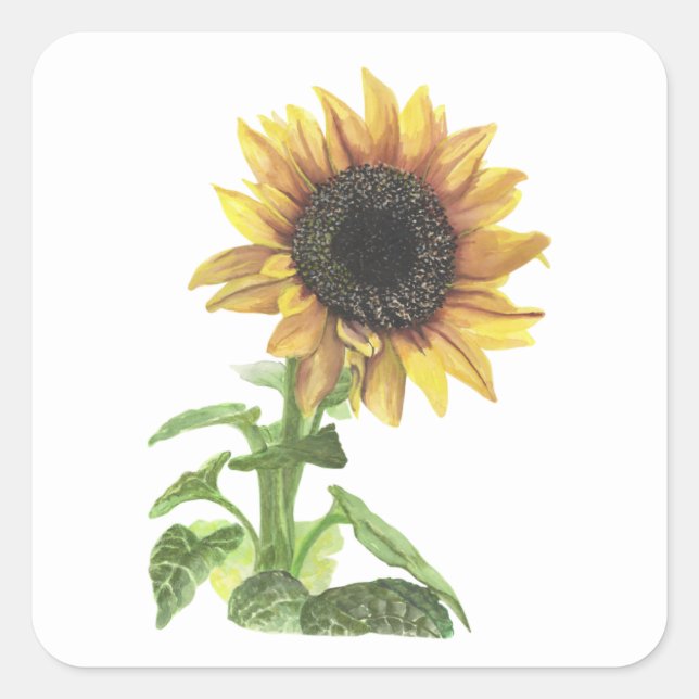 Solros Fyrkantigt Klistermärke (Framsida)