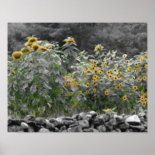 Solros Garden Partial Färg Flower Poster
