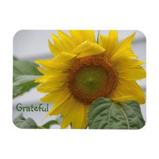 Solros Gratitude Magnet