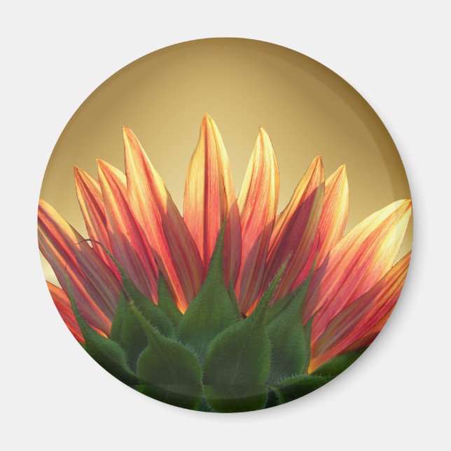 Solros guld ~ Magnet (Framsidan)