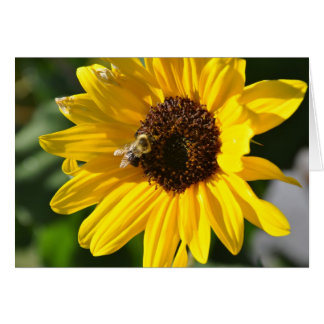 Solros Hälsningskort