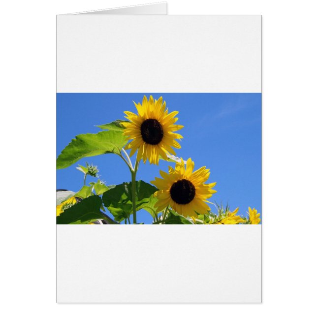 Solros Hälsningskort (Framsidan)