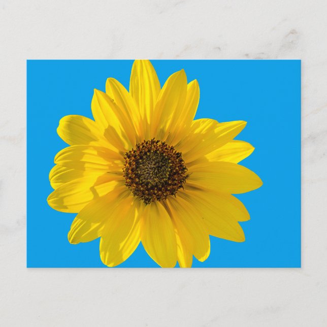 Solros (Helianthus) med bakgrundsbelysning Vykort (Framsida)