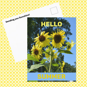Solros Hello Summer Fotografisk Blomma Vykort