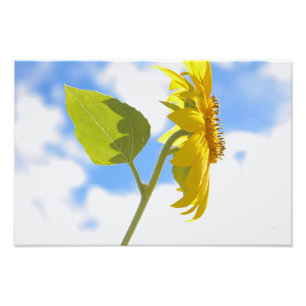Solros Himmel Fototryck