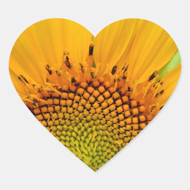 Solros Hjärtformat Klistermärke (Framsida)