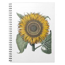 Solros Hortus Eystettensis , 1713 Anteckningsbok