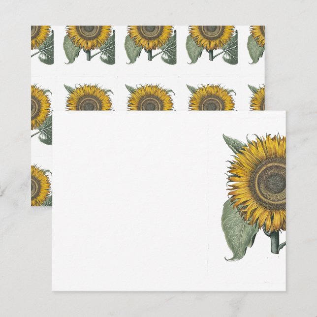 Solros Hortus Eystettensis , 1713 Anteckningskort (Fram/baksida)