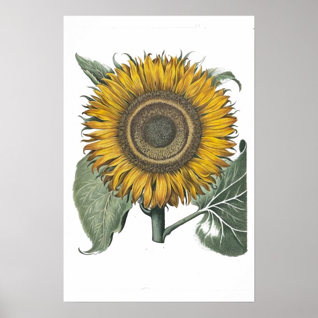 Solros Hortus Eystettensis , 1713 Small Poster (Framsidan)