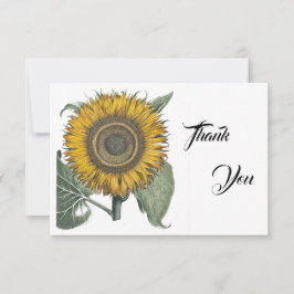 Solros Hortus Eystettensis , 1713 Tack Kort