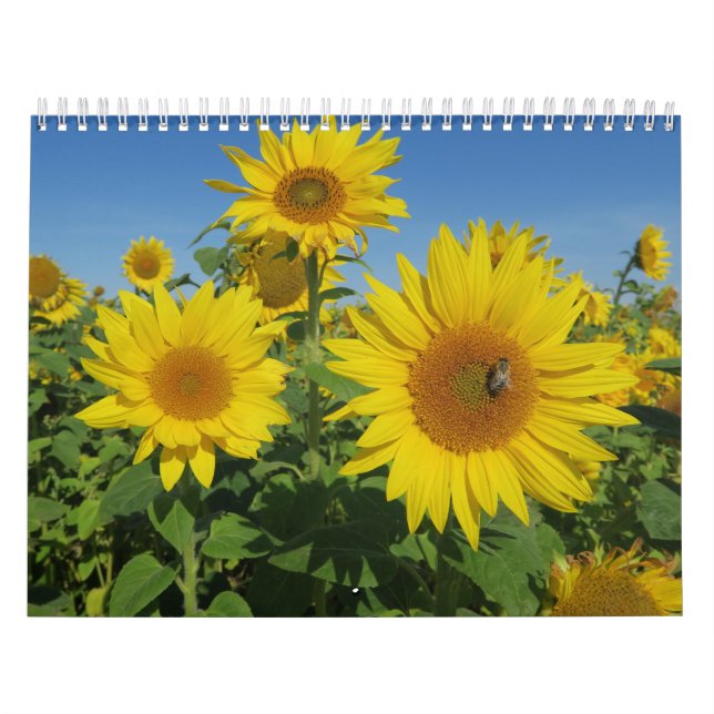 Solros i blå himmel färgad sommarblommar kalender (Omslag)